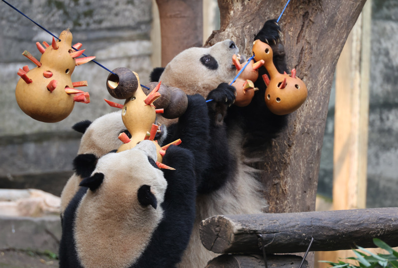 Chongqing Panda Giganti Godono Del Delizioso Pasto Di Yuanxiao Per La