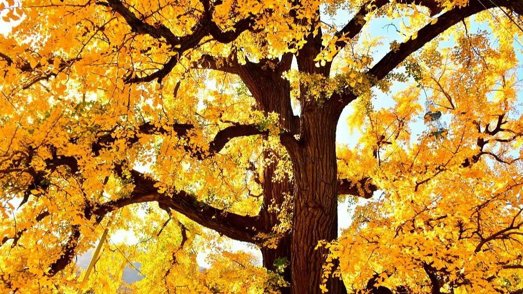 Ancient Ginkgo Tree Clad In Golden Armor In Beijing Oude Ginkgoboom