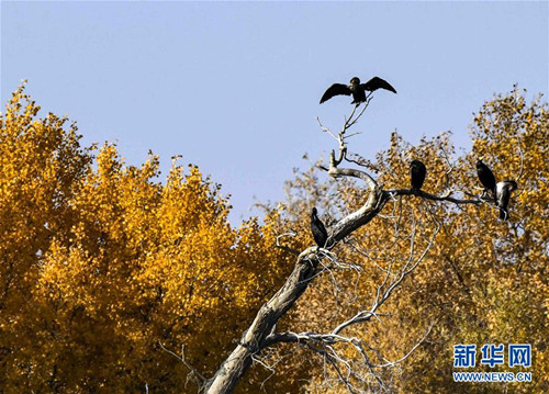 ความสวยงามของต้นหูหยาง สีสันประดับฤดูใบไม้ร่วงจีน
