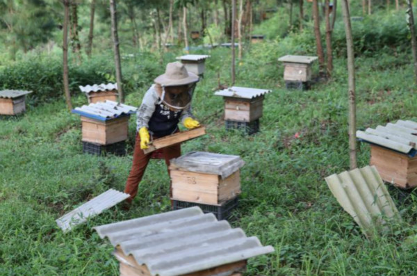 ชนกลุ่มน้อยเมืองอันซุ่นเลี้ยงผึ้งพึ่งพาระบบนิเวศจนมีรายได้เพิ่มขึ้น_fororder_001
