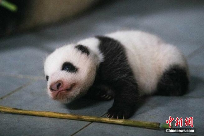 韓国生まれの赤ちゃんパンダ、目のまわり黒くなり体重10倍に　ソウル