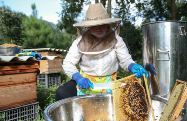 ชนกลุ่มน้อยเมืองอันซุ่นเลี้ยงผึ้งพึ่งพาระบบนิเวศจนมีรายได้เพิ่มขึ้น_fororder_003