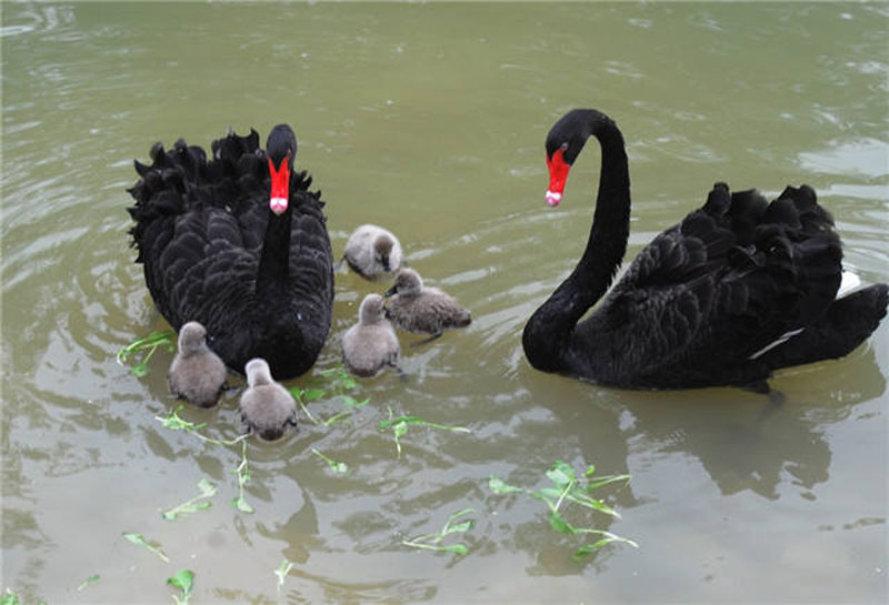 น่ารักสุดๆ! ครอบครัวห่านดำที่สวนสัตว์เมืองซูโจว