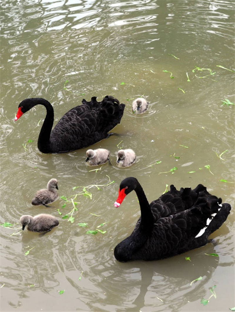 น่ารักสุดๆ! ครอบครัวห่านดำที่สวนสัตว์เมืองซูโจว