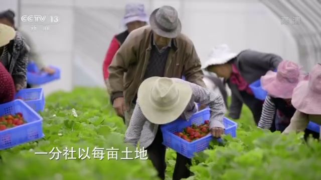 ไทยมี “หนึ่งตำบลหนึ่งผลิตภัณฑ์” จีนมี “หนึ่งกลุ่มหนึ่งธุรกิจ”_fororder_图片 草莓