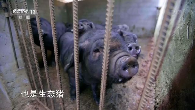 ไทยมี “หนึ่งตำบลหนึ่งผลิตภัณฑ์” จีนมี “หนึ่งกลุ่มหนึ่งธุรกิจ”_fororder_图片 猪