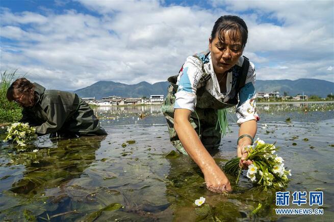 住民の所得増加を助ける水生植物「海菜」　雲南省_fororder_FOREIGN202009171558000582185728311