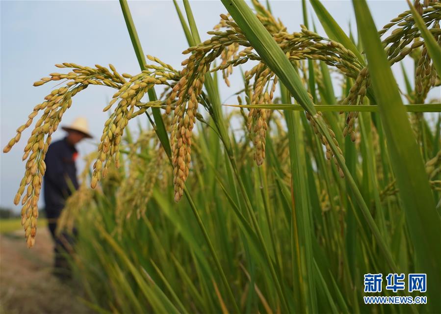 稲作とカニ養殖で所得アップを後押し　河北省盧竜県_fororder_photo2-4