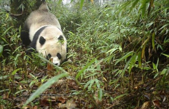 野生パンダの母子が竹林を一緒に散歩！　 四川省