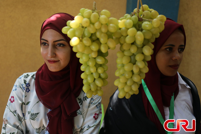 فلسطينيون يتذوقون العنب