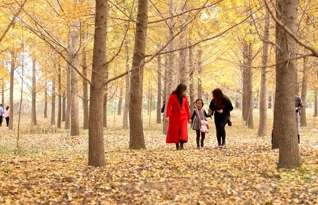 秋景色を「延長」、落ち葉の清掃を遅らせる_中国国際放送局