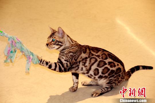 来場者もネコちゃんたちの可愛さに思わずニッコリ　瀋陽国際名猫展