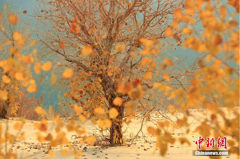 ใบไม้ที่เปลี่ยนสีในช่วงต้นฤดูหนาวของซินเจียง