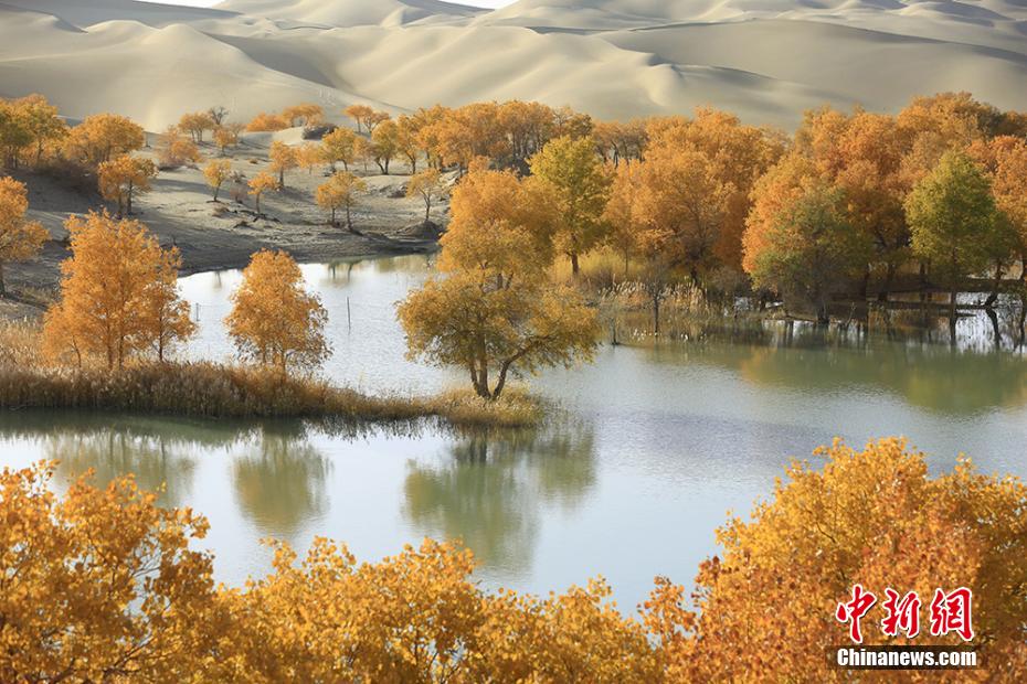 中国最大の砂漠に広がる天然コトカケヤナギ林が黄金色に