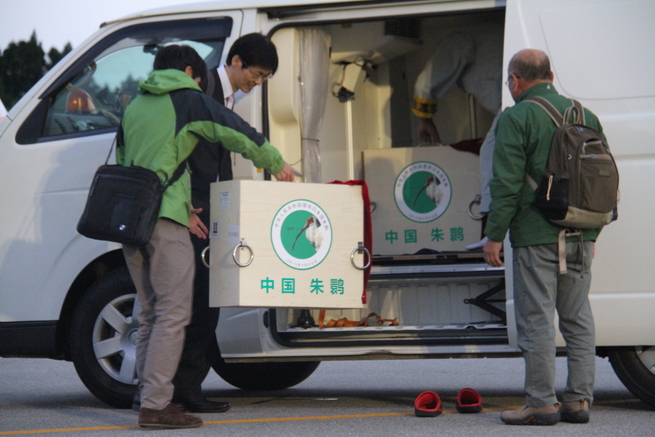 图片默认标题_fororder_图7 中国赠送的两只朱鹮运抵佐渡机场  李轶豪摄