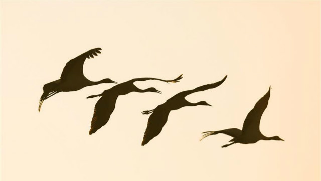 นกกระเรียนคอดำที่เขตอนุรัก์ธรรมชาติฉ่าวไห่มณฑลกุ้ยโจว