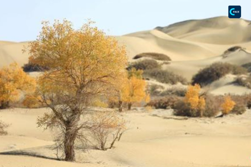 ท่องเที่ยวซินเจียง: ต้นหูหยางสีเหลืองทองผืนหนึ่งริมทะเลทรายที่ใหญ่ที่สุดในจีน
