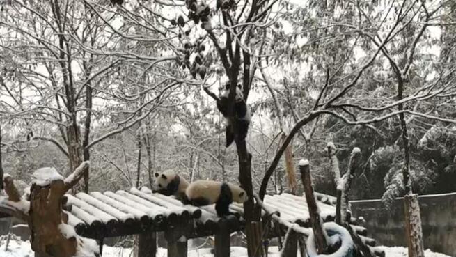 雪の中で大喜び、パンダの楽しい冬の日々