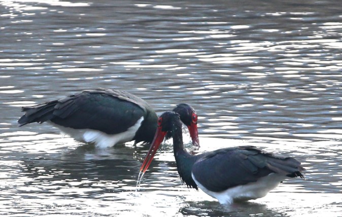 นกกระสาดำปรากฏตัวริมแม่น้ำจวี้หม่าเหอกรุงปักกิ่ง