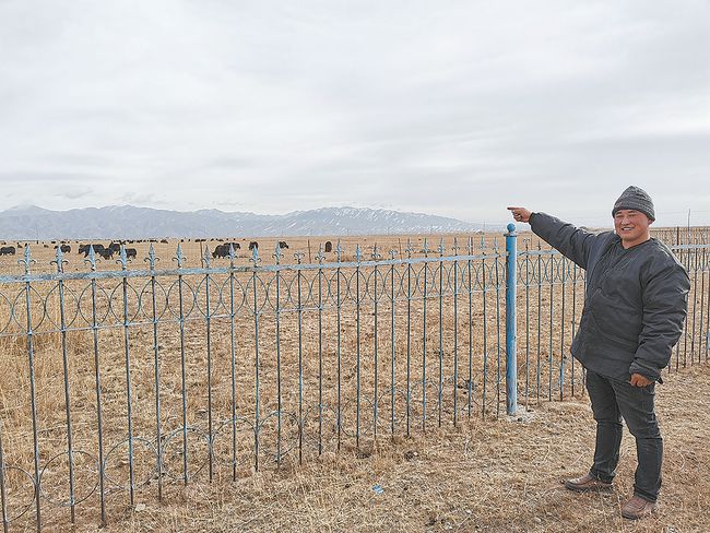 تربية أبقار الياك تساعد أهل قرية صينية فقيرة على تحقيق الرخاء والرفاهية