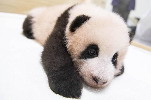 Bayi Panda Fubao
