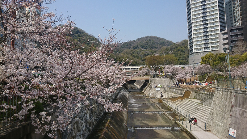 图片默认标题_fororder_6新神戸駅の桜