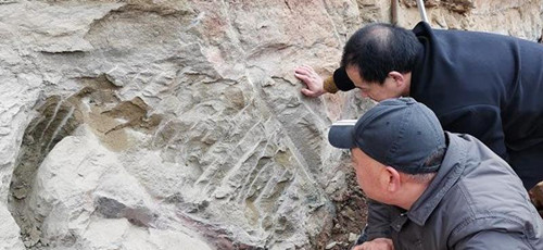 มณฑลเสฉวนขุดพบฟอสซิลไดโนเสาร์ 160 ล้านปีก่อน_fororder_6-2_副本