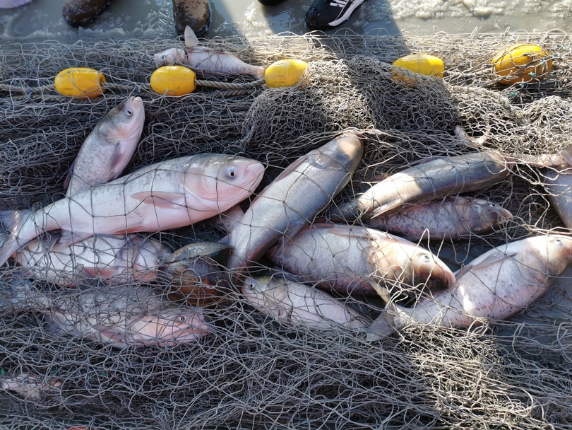 เริ่มการจับปลาในฤดูหนาวที่ทะเลสาบชากันหู “ปลาตัวแรก" ขายประมูลได้เกือบ3 ล้านหยวนv_fororder_a32490c8c3fa45878156dd997e4cdc8