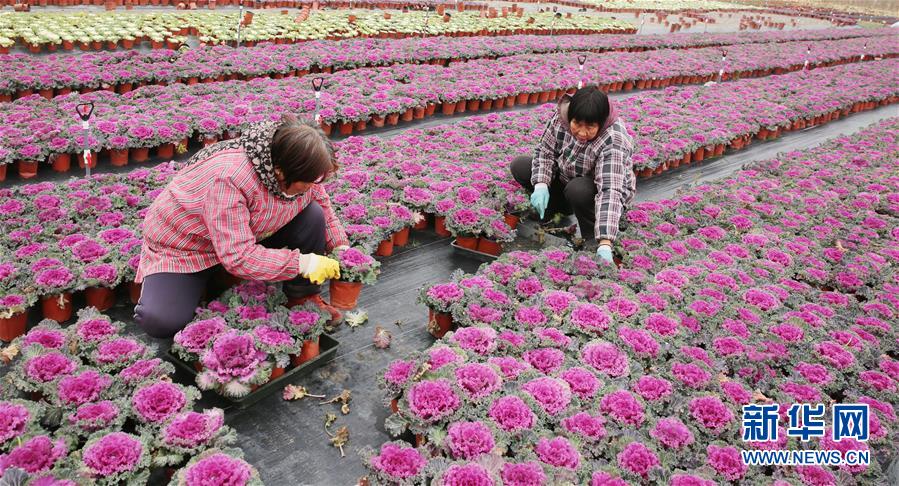 图片默认标题_fororder_盆栽植物2