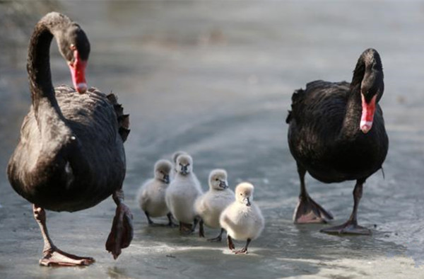 ครอบครัวหงส์ดำเดินเล่นบนพื้นน้ำแข็ง_fororder_黑天鹅 (2)_副本