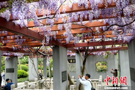 樹齢470年以上のフジの花が上海で開花