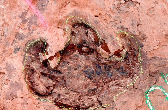 มณฑลฝูเจี้ยนพบ “รอยเท้าไดโนเสาร์ปลายยุคครีเทเชียส” กว่า 240 รอย_fororder_210114konglongzuji1