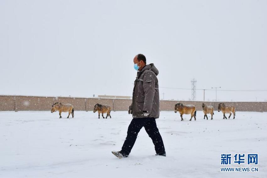 Pusat Pembiakan Kuda Liar di Xinjiang_fororder_1127041536_16119020402251n