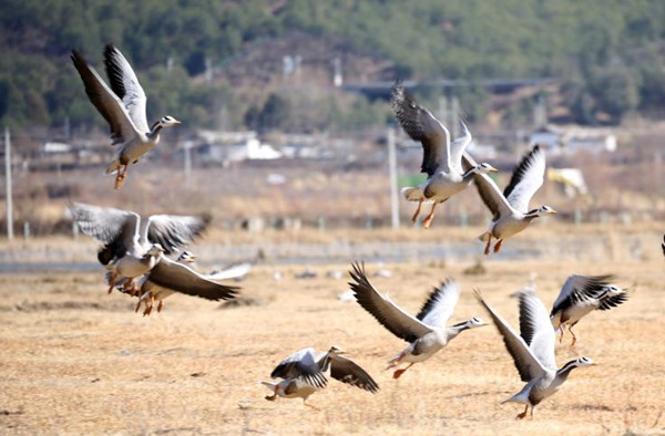 เมืองลี่เจียงปรับปรุงระบบนิเวศ จำนวนนกอพยพเพิ่มขึ้นอย่างเห็นได้ชัด_fororder_候鸟 (1)