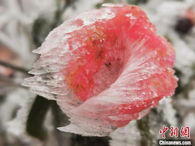 三寒四温の季節、3月の浙江省に樹氷の幻想的な景色広がる_fororder_t3