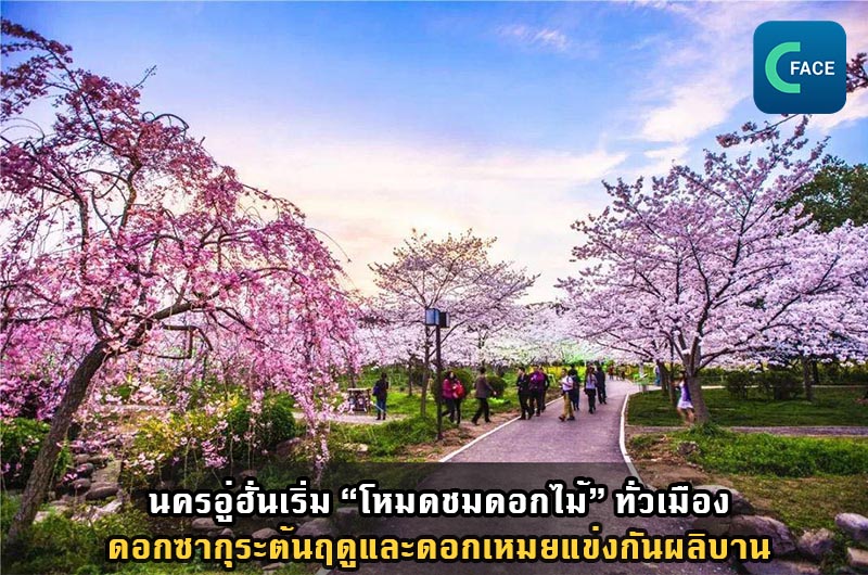 นครอู่ฮั่นเริ่ม “โหมดชมดอกไม้” ทั่วเมือง ดอกซากุระต้นฤดูและดอกเหมยแข่งกันผลิบาน_fororder_2021022703_1