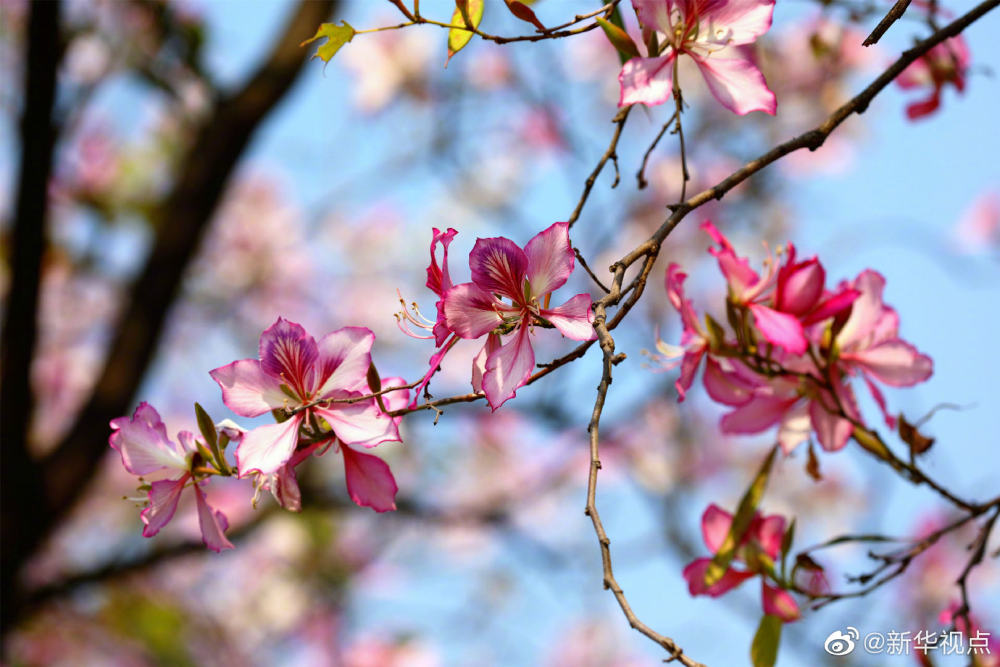 満開を迎えた広州のバウヒニア、まさに春・爛・漫！_fororder_photo1-2