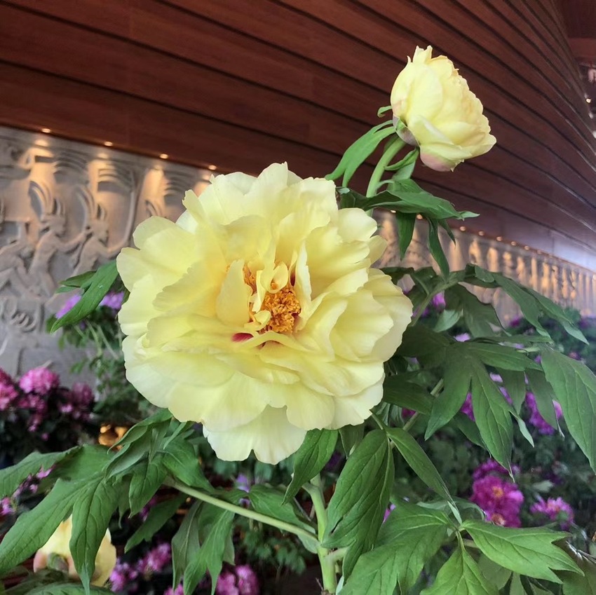 Mudan, Bunga Yang Dijuluki Sebagai Bunga Nasional Tiongkok_fororder_微信图片_20210302080112