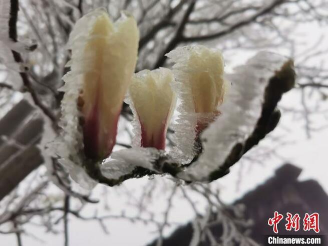 三寒四温の季節、3月の浙江省に樹氷の幻想的な景色広がる_fororder_t4