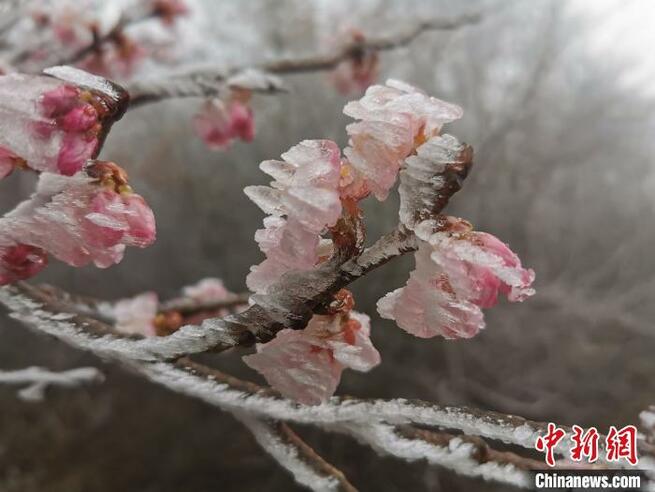 三寒四温の季節、3月の浙江省に樹氷の幻想的な景色広がる_fororder_t1