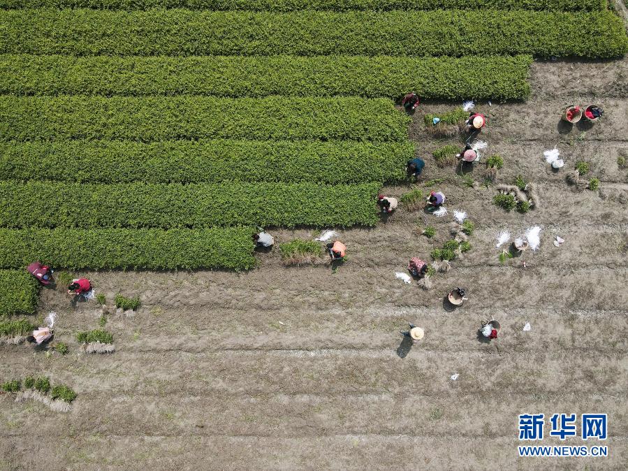 Bangkitkan Pertanian Dengan Berbagai Acara di Tiongkok Selatan_fororder_hh5