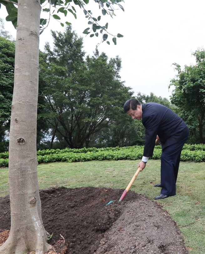 植樹で迎える「国際森林デー」　習主席が植えた木々_fororder_2012
