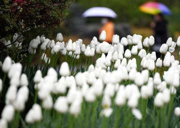 เมืองซีอันเปิดงานชมดอกไม้ฤดูใบไม้ผลิครั้งที่ 29_fororder_西安植物园3_副本