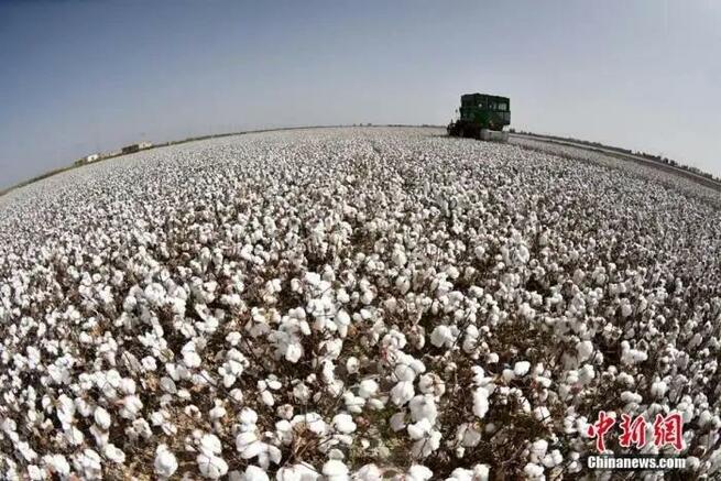 H&Mにナイキ…、新疆の綿花について何も知らない！_fororder_G-2