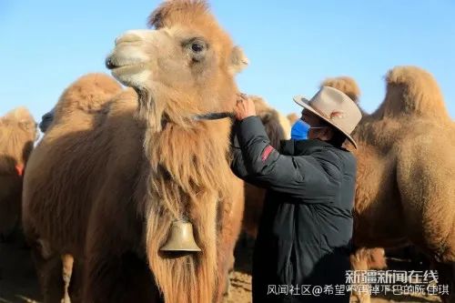 新疆の牧畜民、自宅で北斗衛星システムを利用し牛を放牧