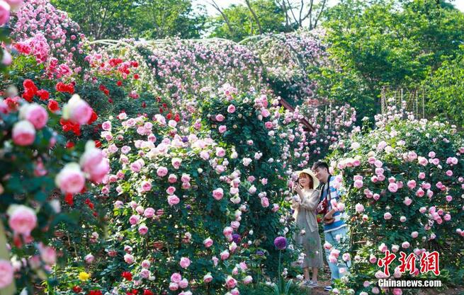世界各地から集められた約700品種の最高級のバラが観光客を魅了　四川省成都_fororder_d
