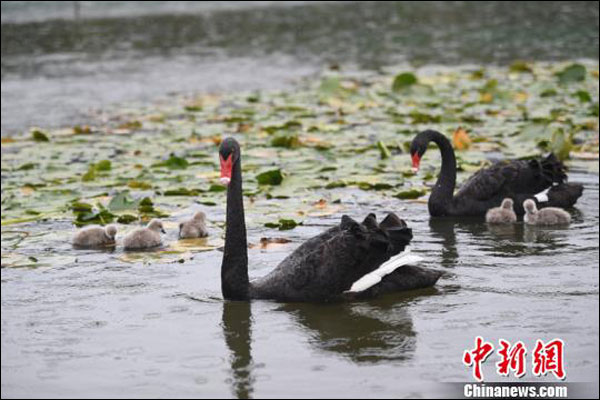 หงส์ดำคู่หนึ่งในมหาวิทยาลัยจี๋หลินพาลูกอ่อน 5 ตัวแหวกว่ายในทะเลสาบ