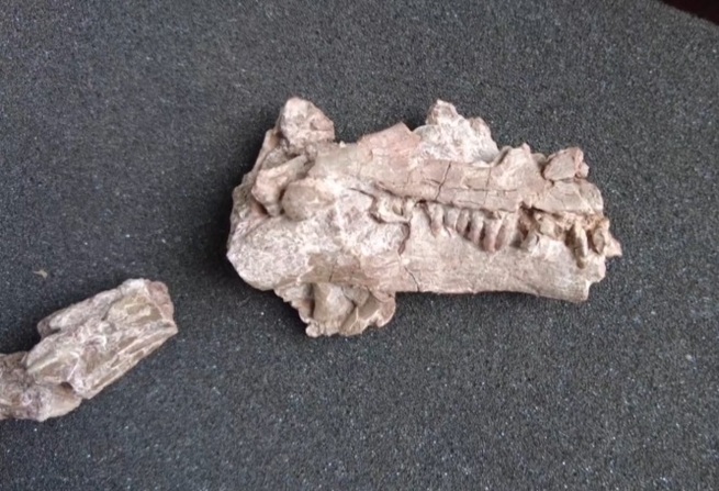 雲南省で貴重な発見、既知の種族にない恐竜幼体化石_fororder_３