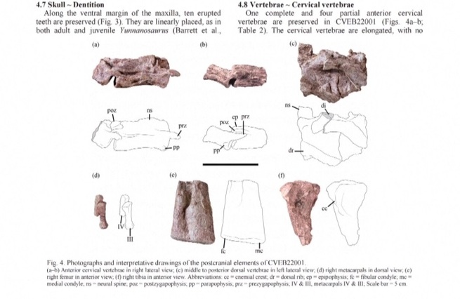 雲南省で貴重な発見、既知の種族にない恐竜幼体化石_fororder_３２