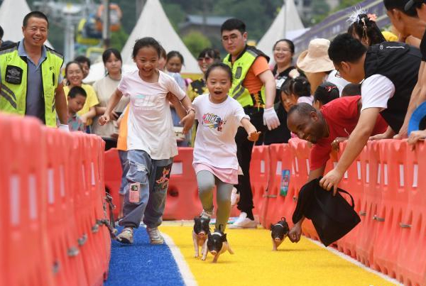 หมูน้อยแข่งวิ่งฉลอง “วันเด็ก”_fororder_香猪跑2